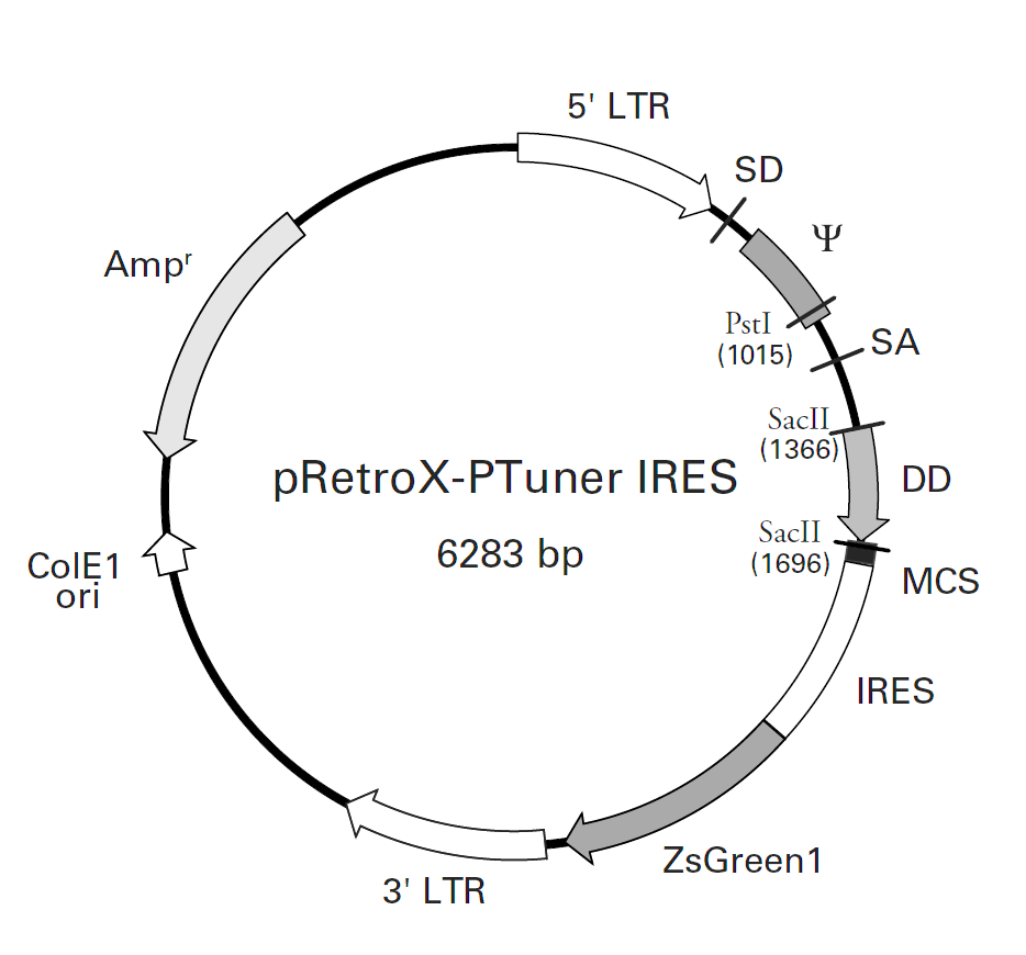 pRetroX-PTuner IRES载体图谱